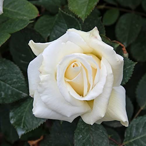 Németország, 1998 - Rózsa - Letizia® - Online rózsa vásárlás